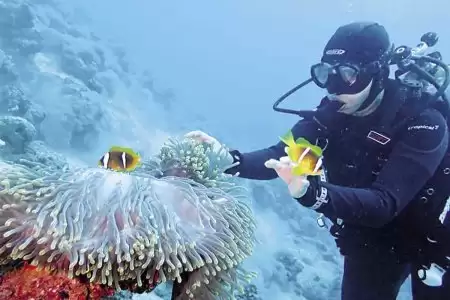 Ras mohammed snorkeling sea tour by boat